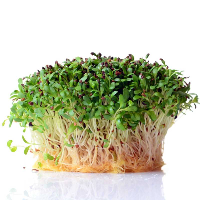 Lucerne (alfalfa) - økologiske Frø