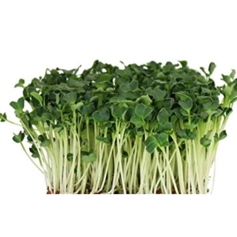 Radise Daikon Til Mikrogrønt 100g - Sunflux